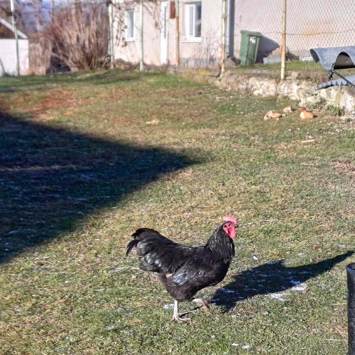 Australorpka - kohut