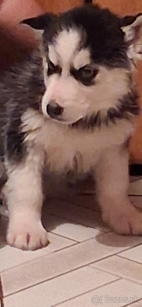 Predám sibírsky hasky