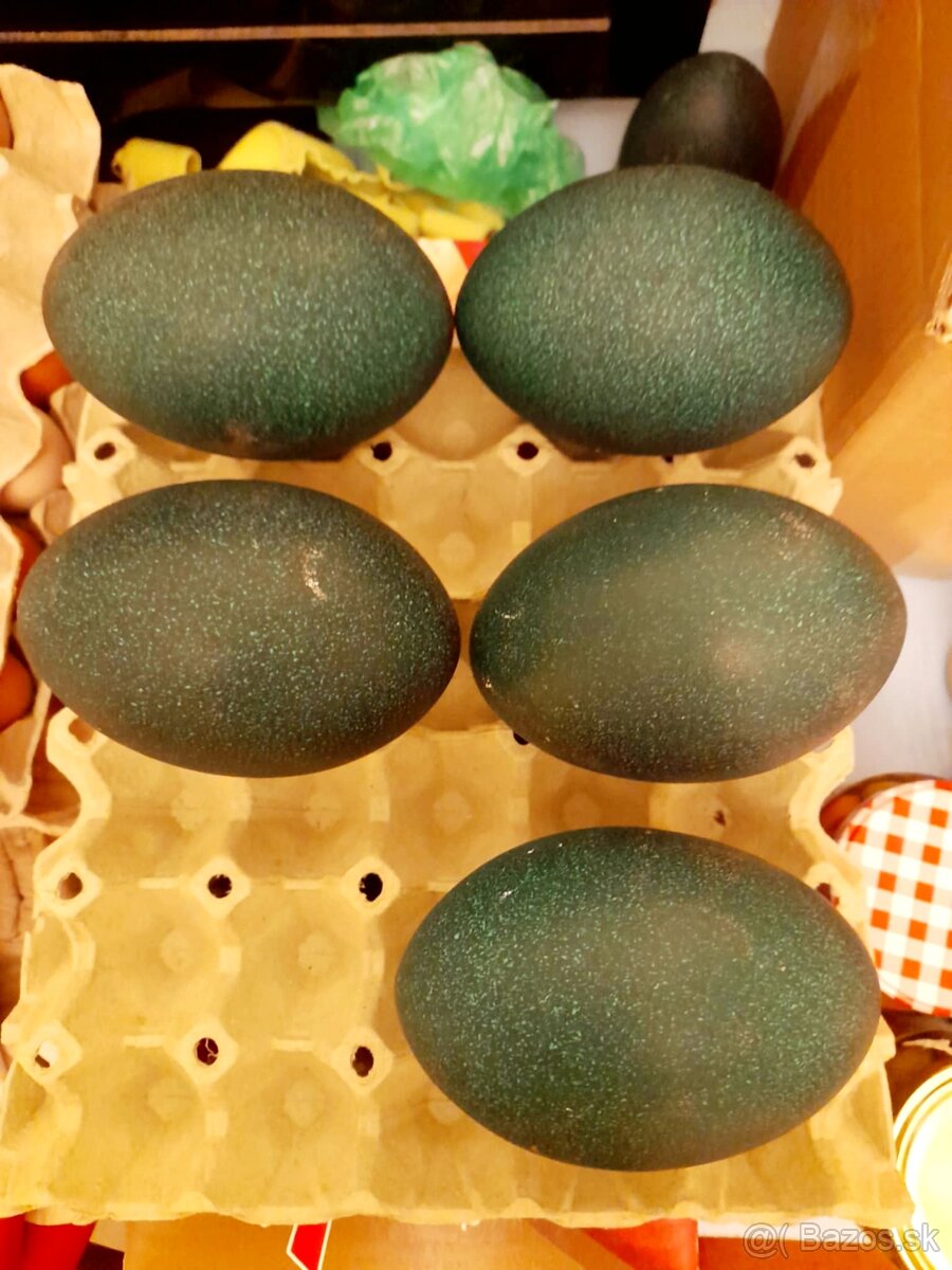 Pštrosie vajcia na predaj