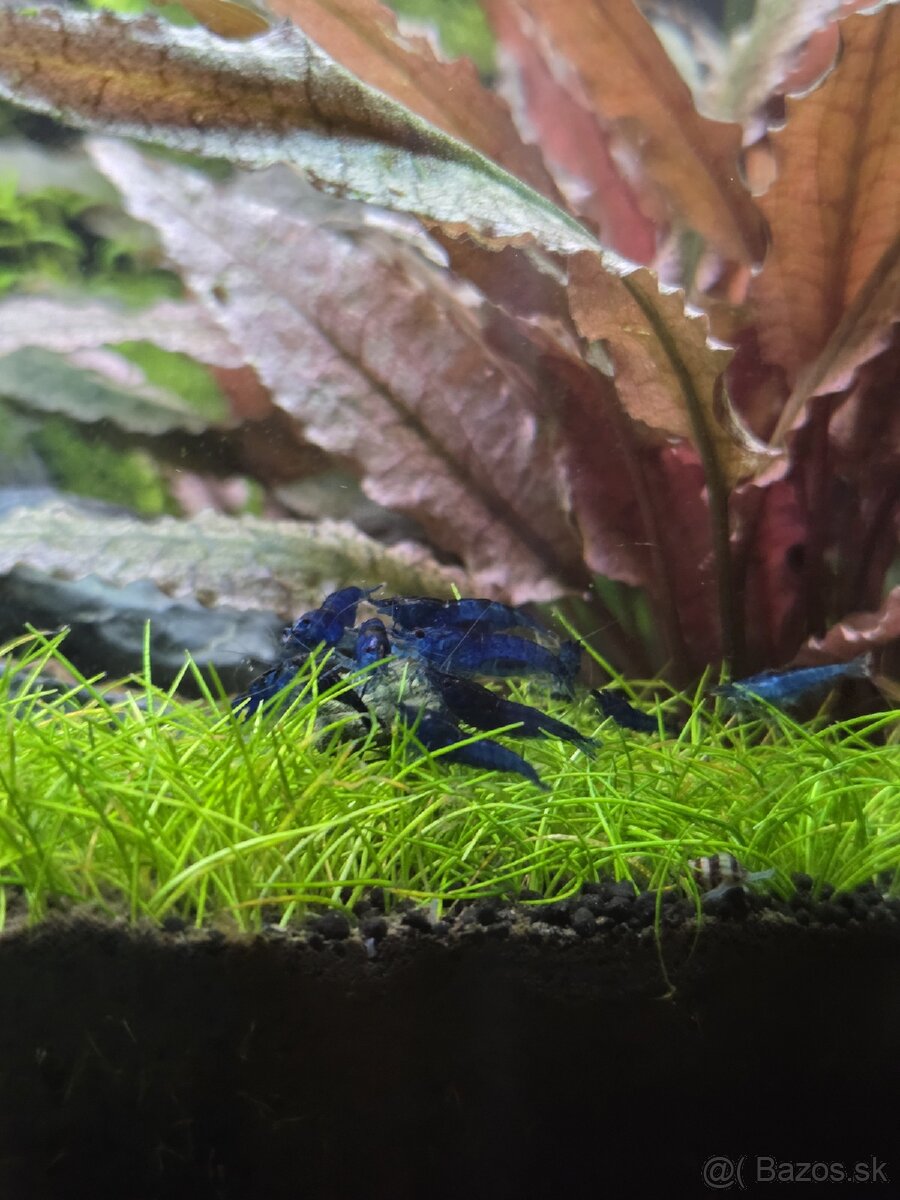 Neocaridina Blue Dream