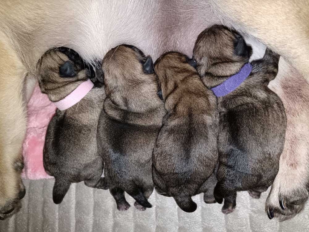 Mops - Štěňátka