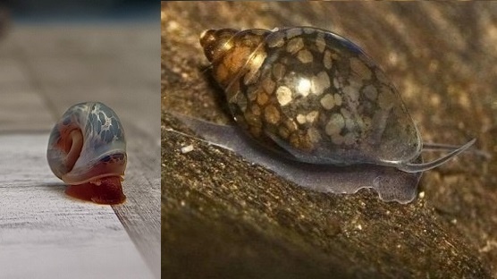 Akvarijne slimáky