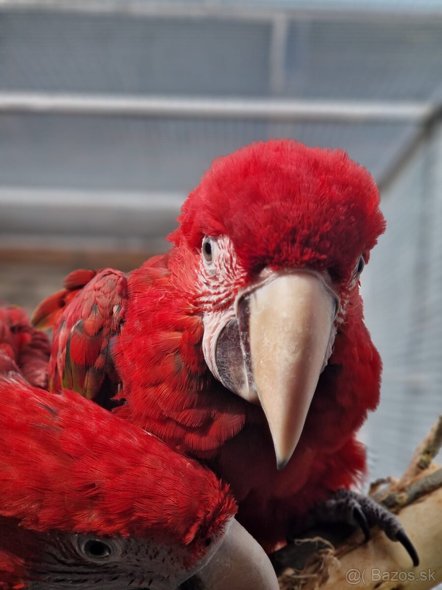 Agapornis,krmivo, zebricky,ara