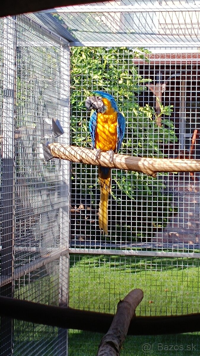 Ara ararauna