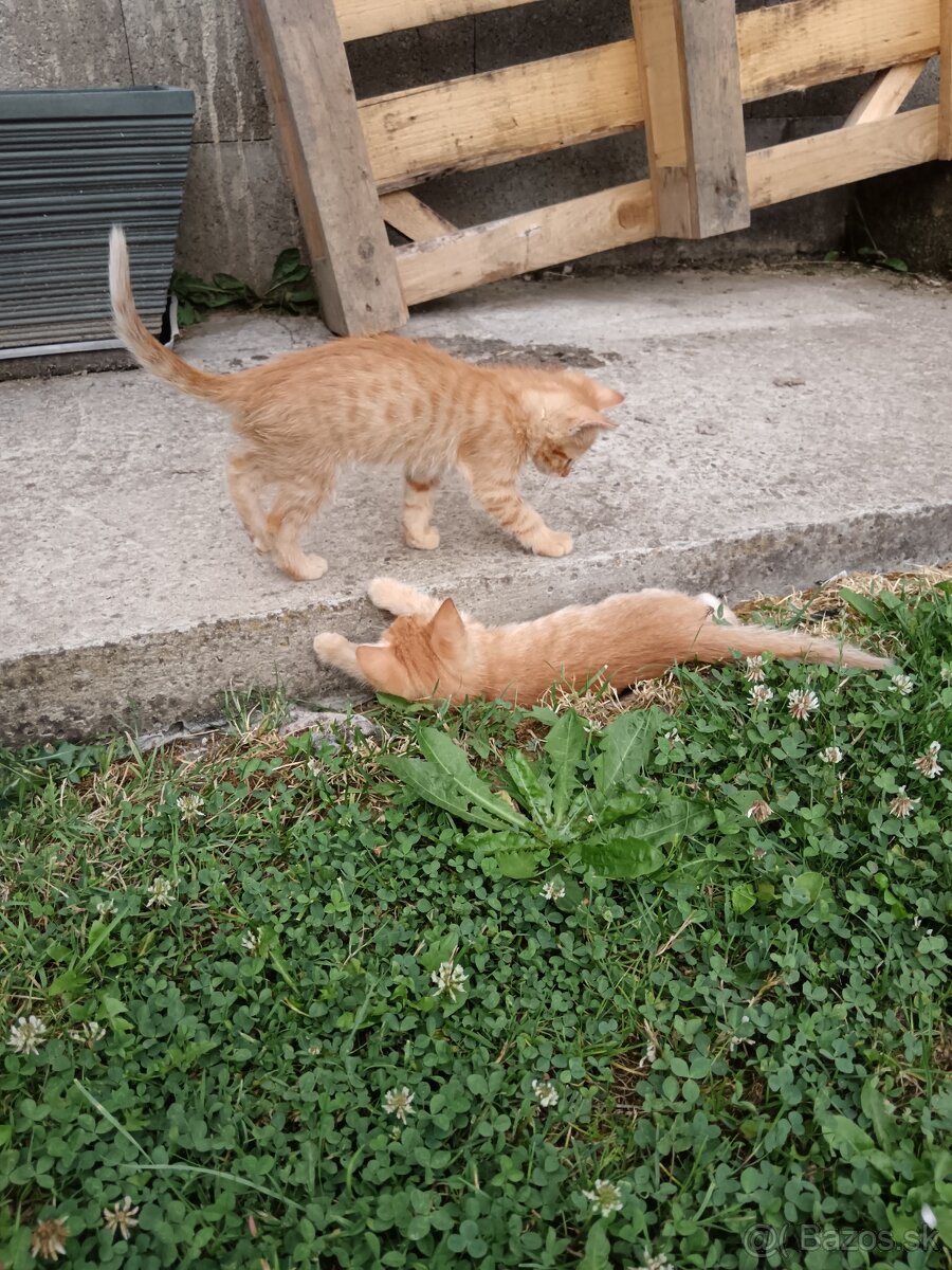Darujem mačiatka