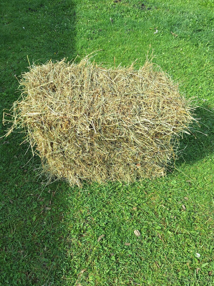 Seno bio