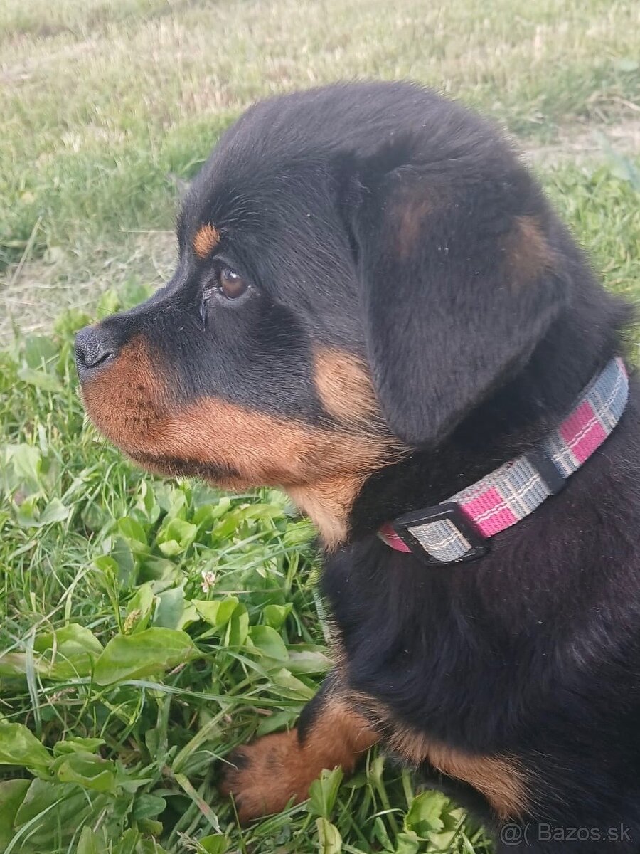 Rottweiler, rotvajler, rtw