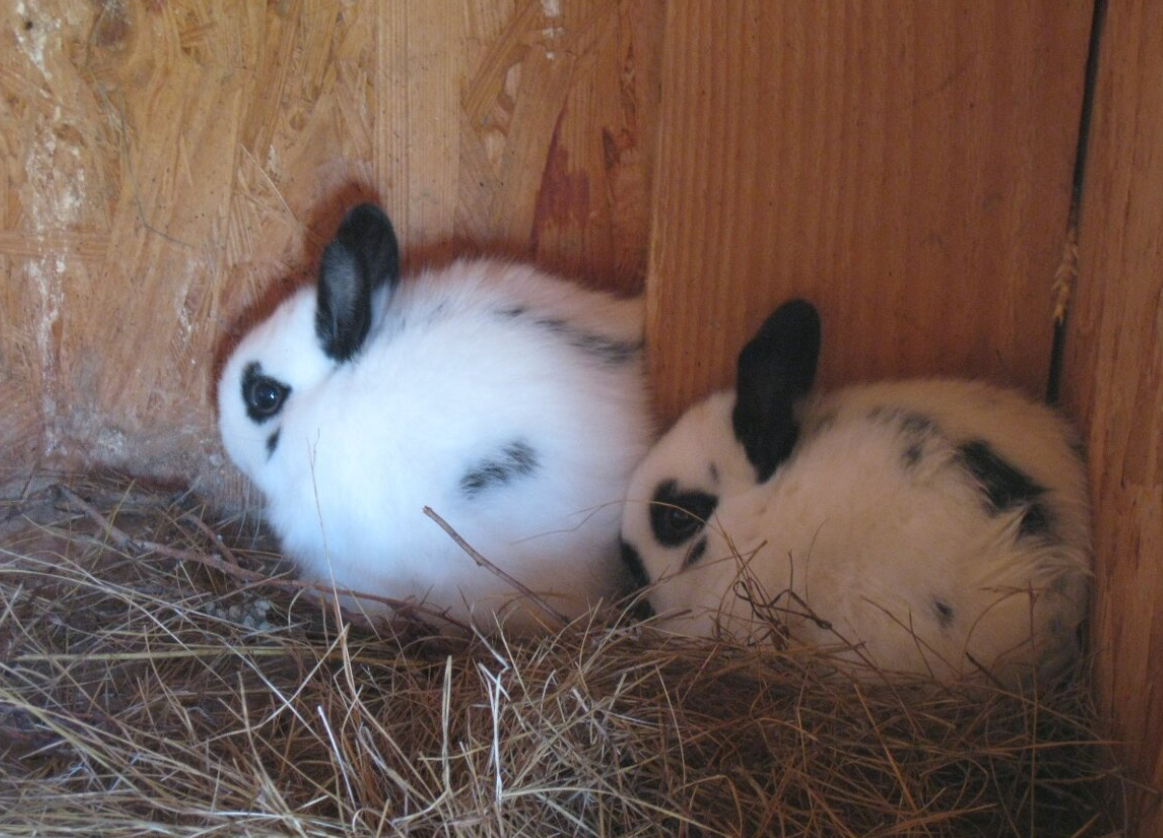 Predám českého strakáča