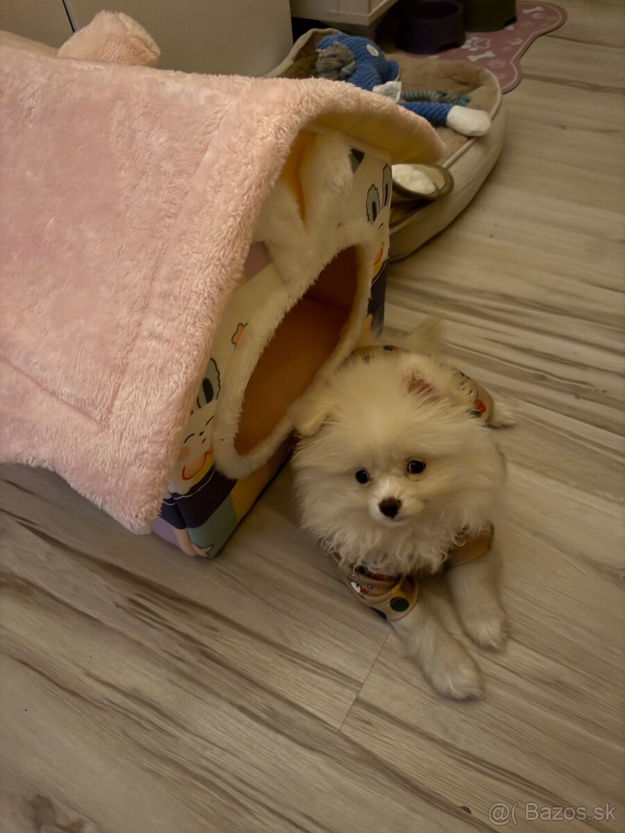 Pomeranian mini