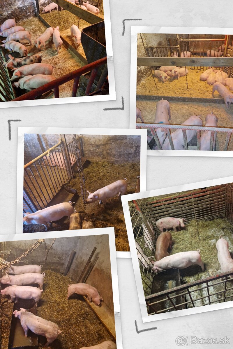 Odstavčata na predaj