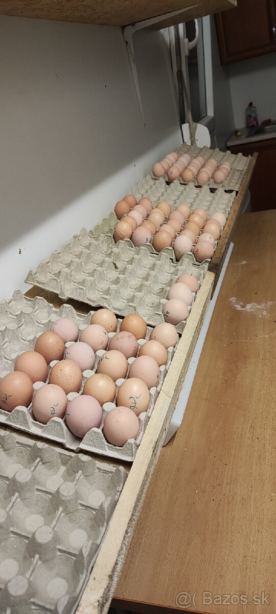 NV Oravka žltohnedá