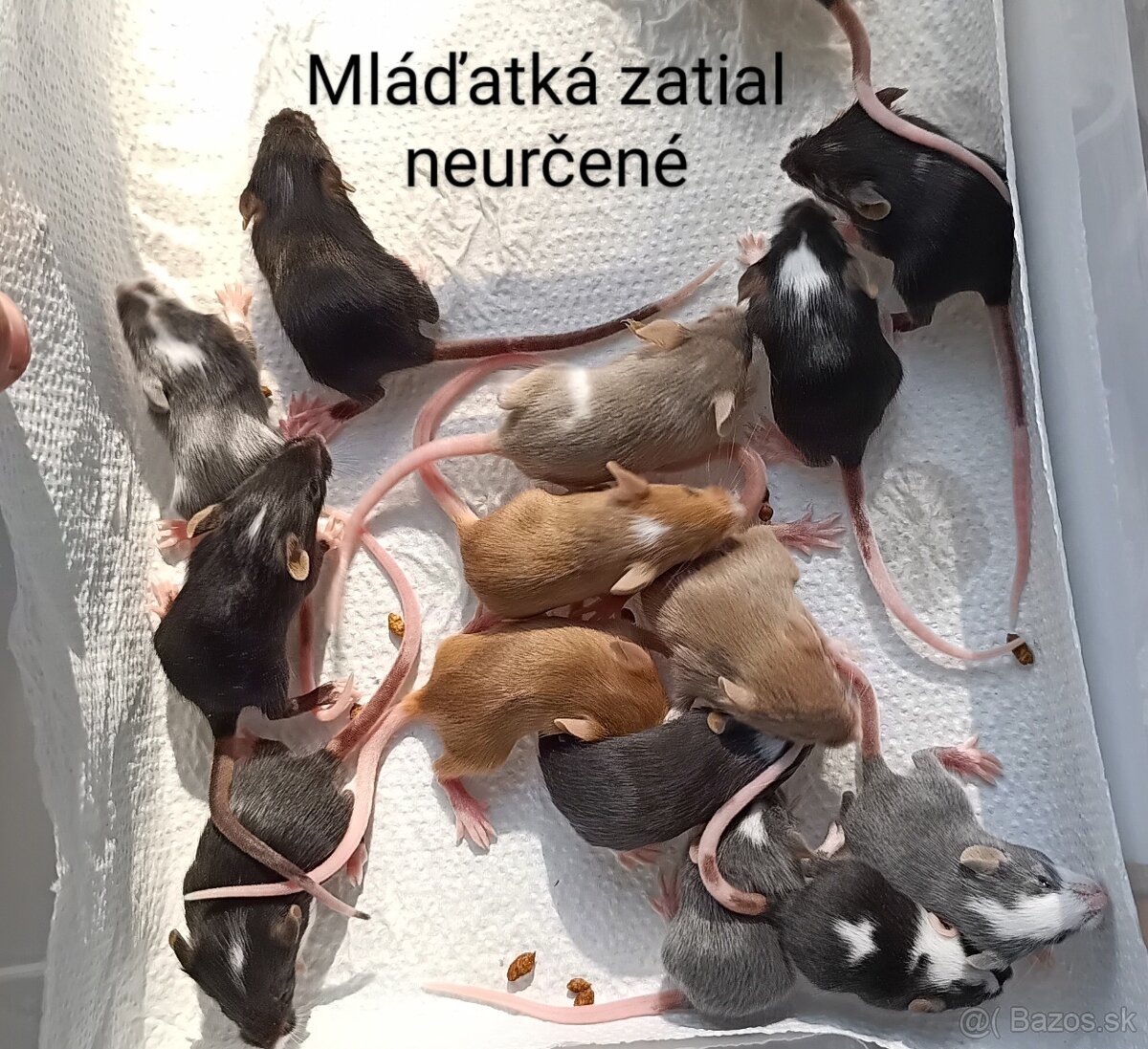 Luxusné farebné myšky