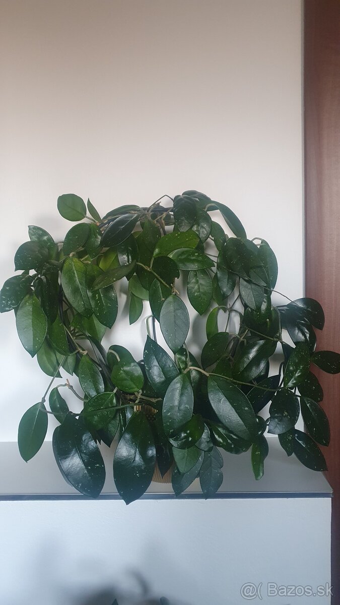 Hoya