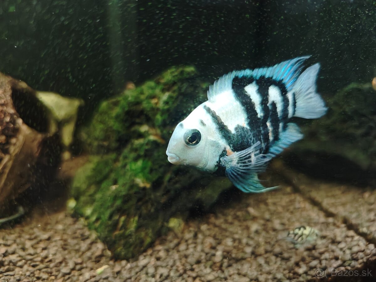 Polar blue parrot