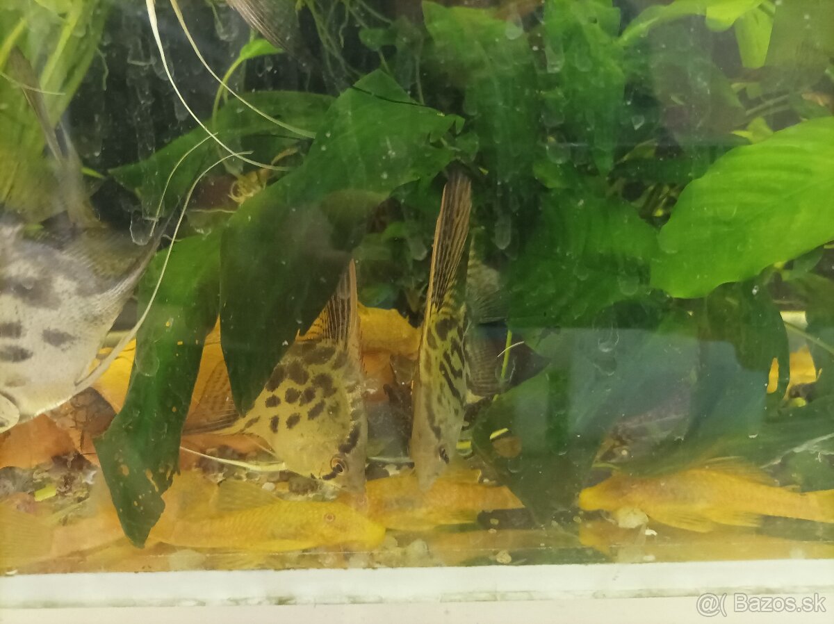 Predám skaláre leopardy