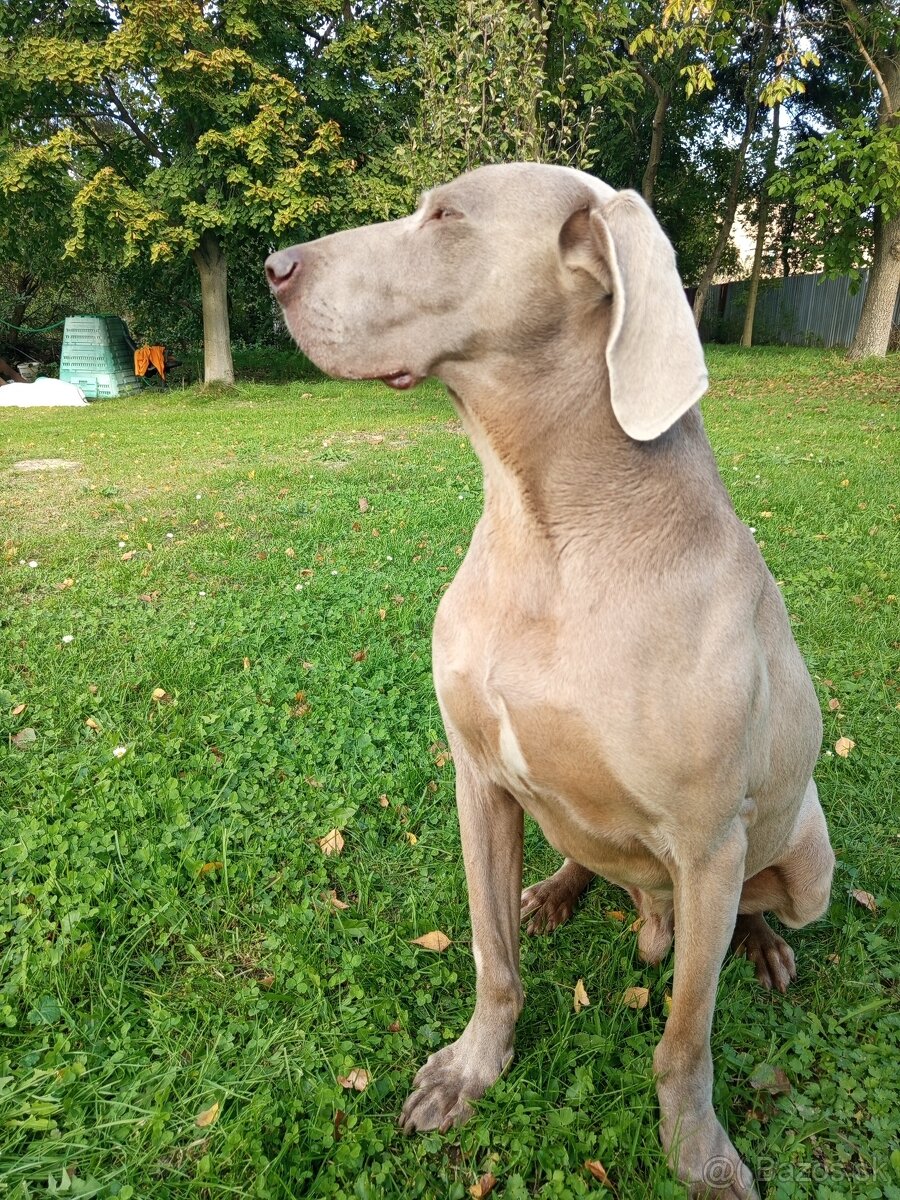 Waimarsky kratkosrsty stavavač