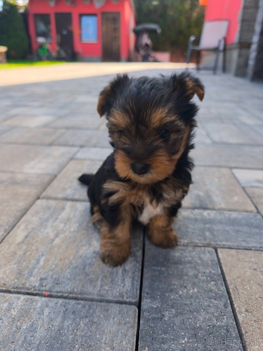 Yorkshire terrier