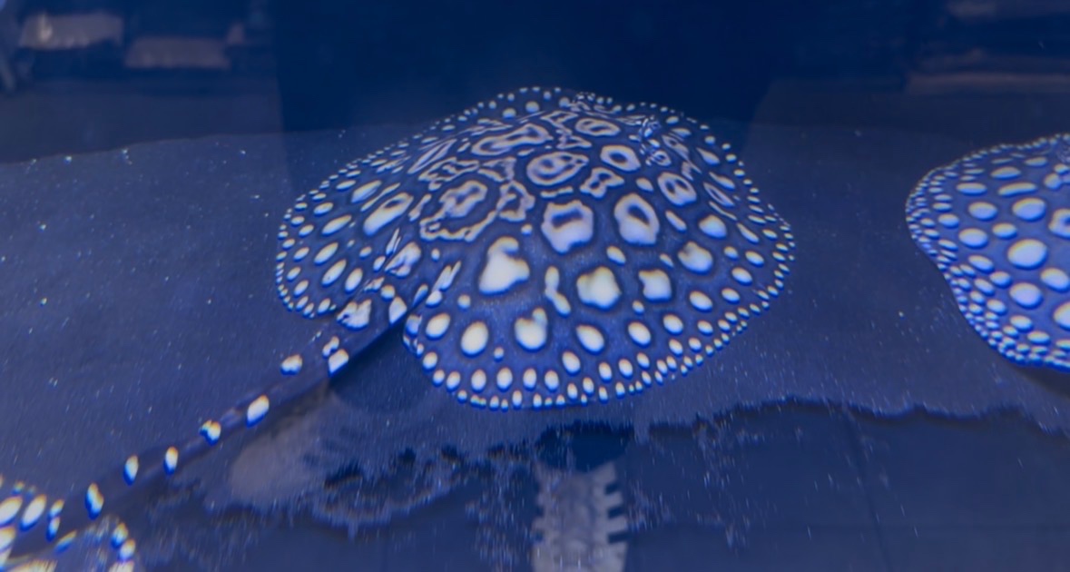 Raje, potamotrygon blackdiamond hybrid