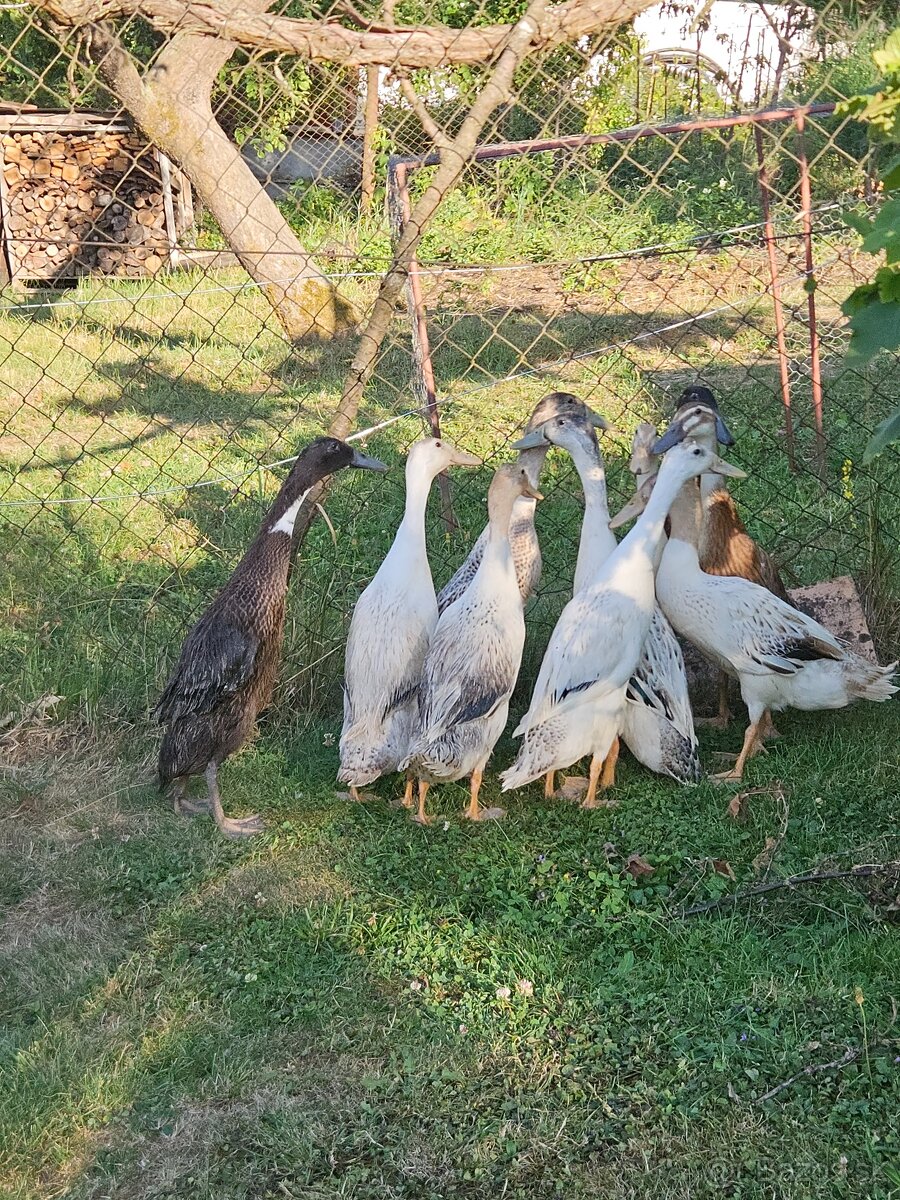 Predám Indické bežce