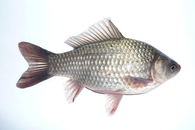 Nástrahové ryby - Karas, Plotica, Červenica, Ostriež