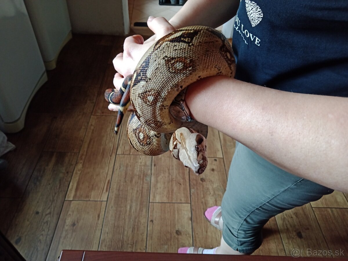 Veľhad Kráľovský (Boa Constrictor , Hroznýš královský)