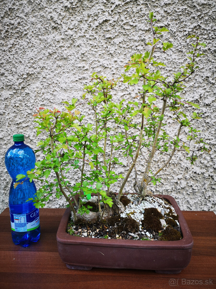 bonsai 9