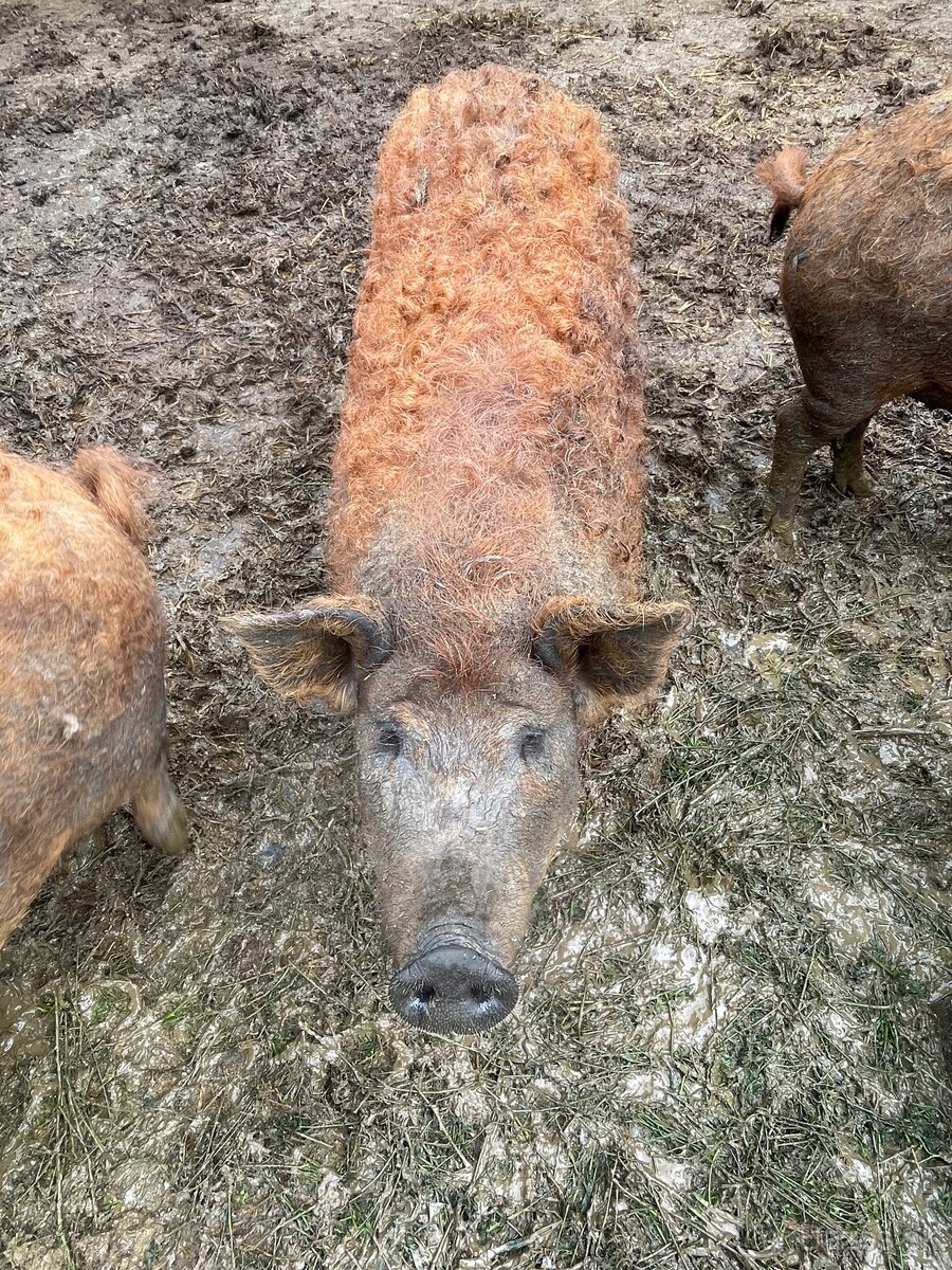 Mangalice