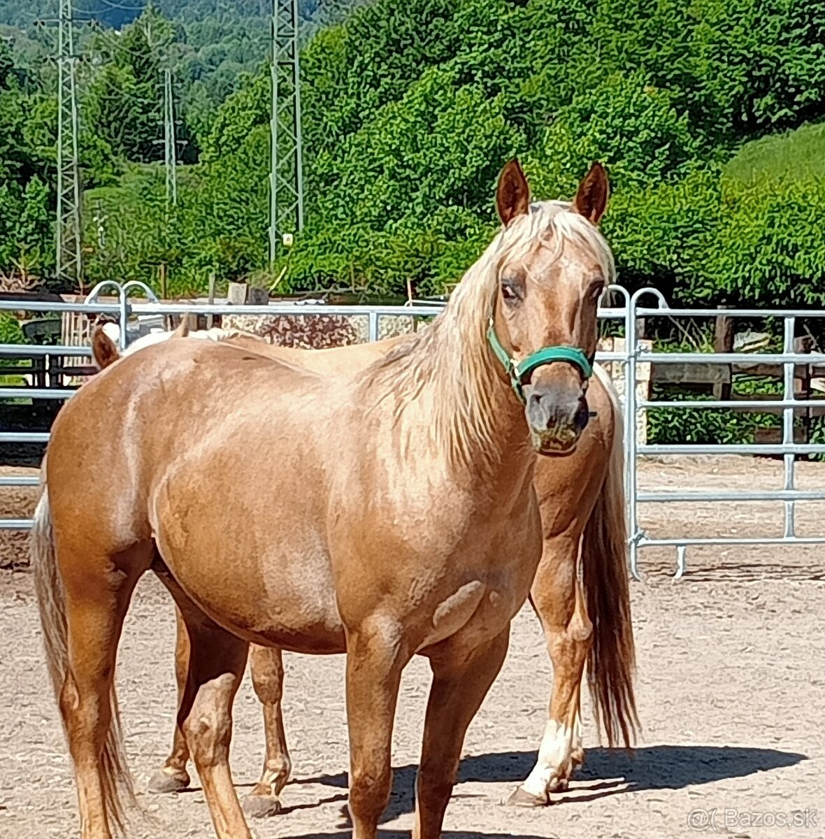 Appaloosa kobyla pripustena