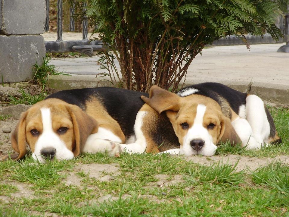 Bigel, bigl, beagle s PP