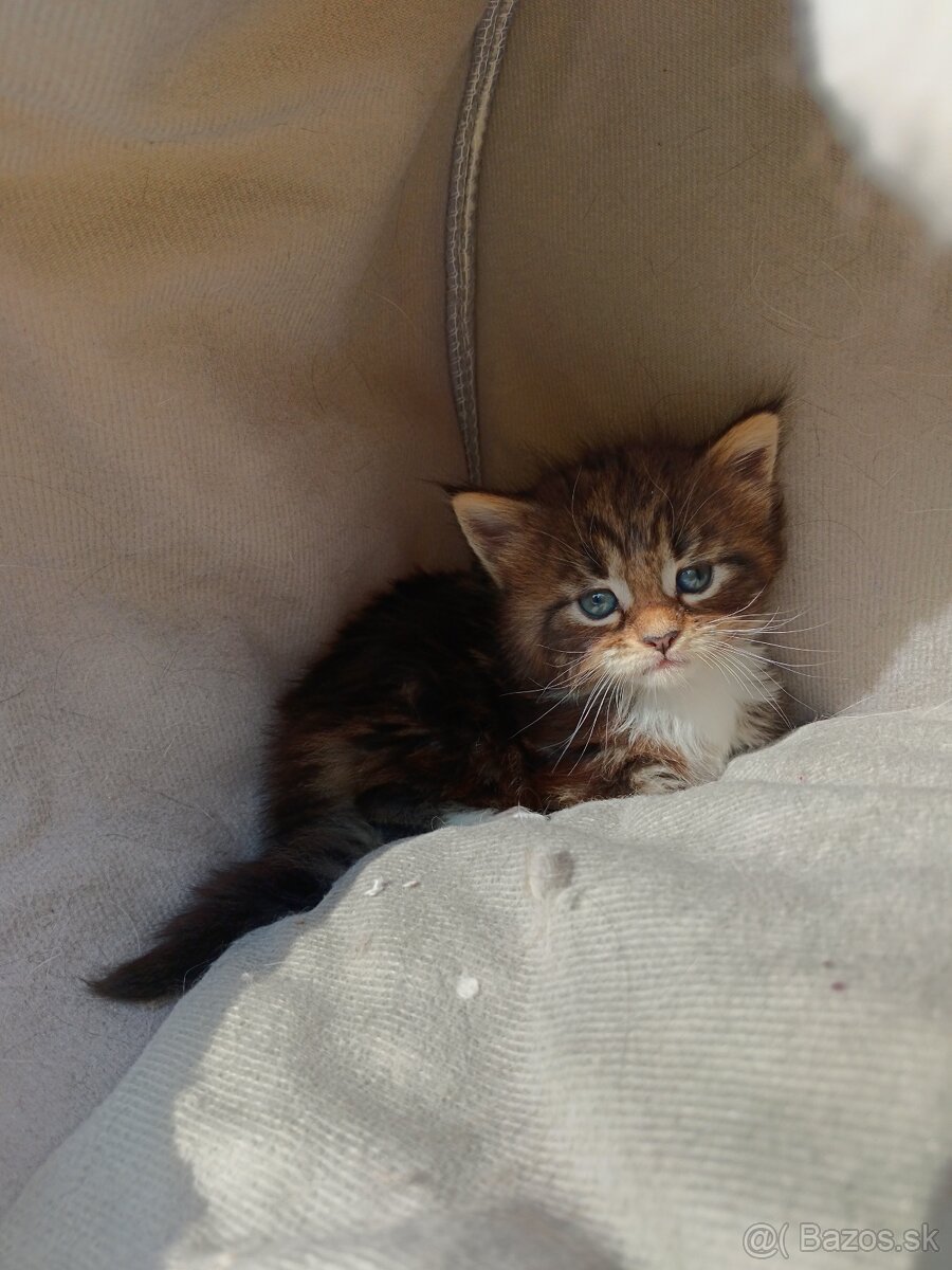 Maine coon