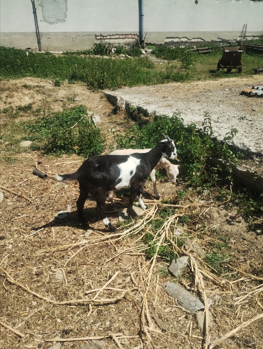 Cap na preaj