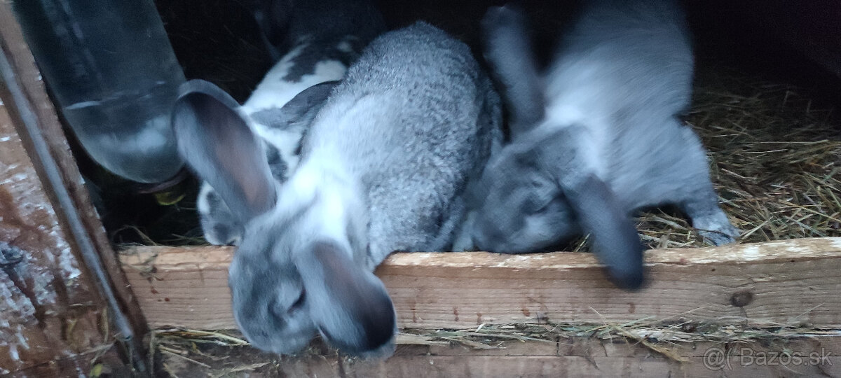 Predám zajacov VS/FB