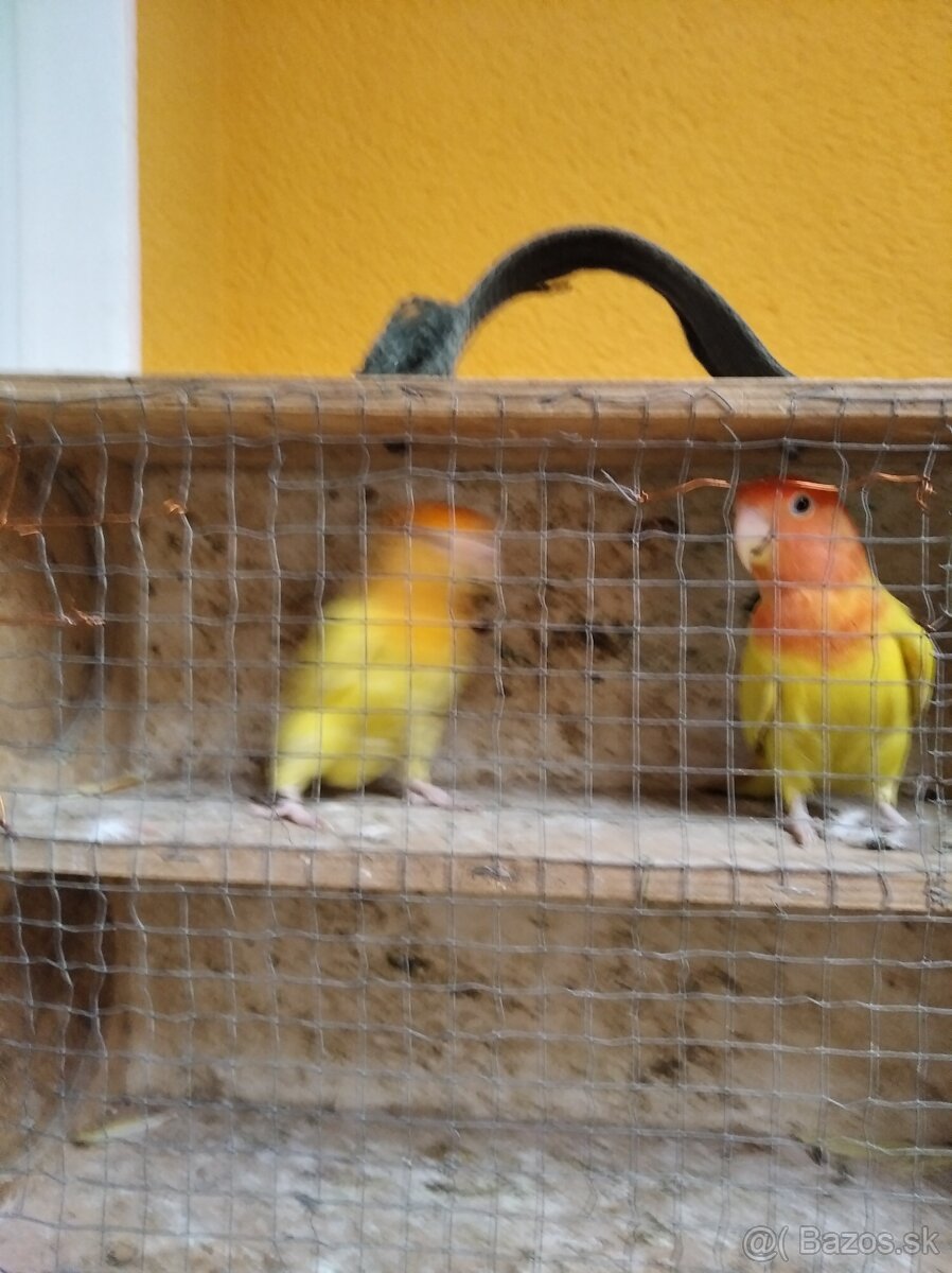 Agapornis ružovohrdlý