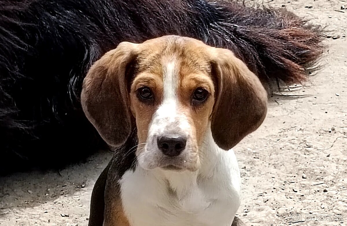 Beagle, bigel, bigl bez PP