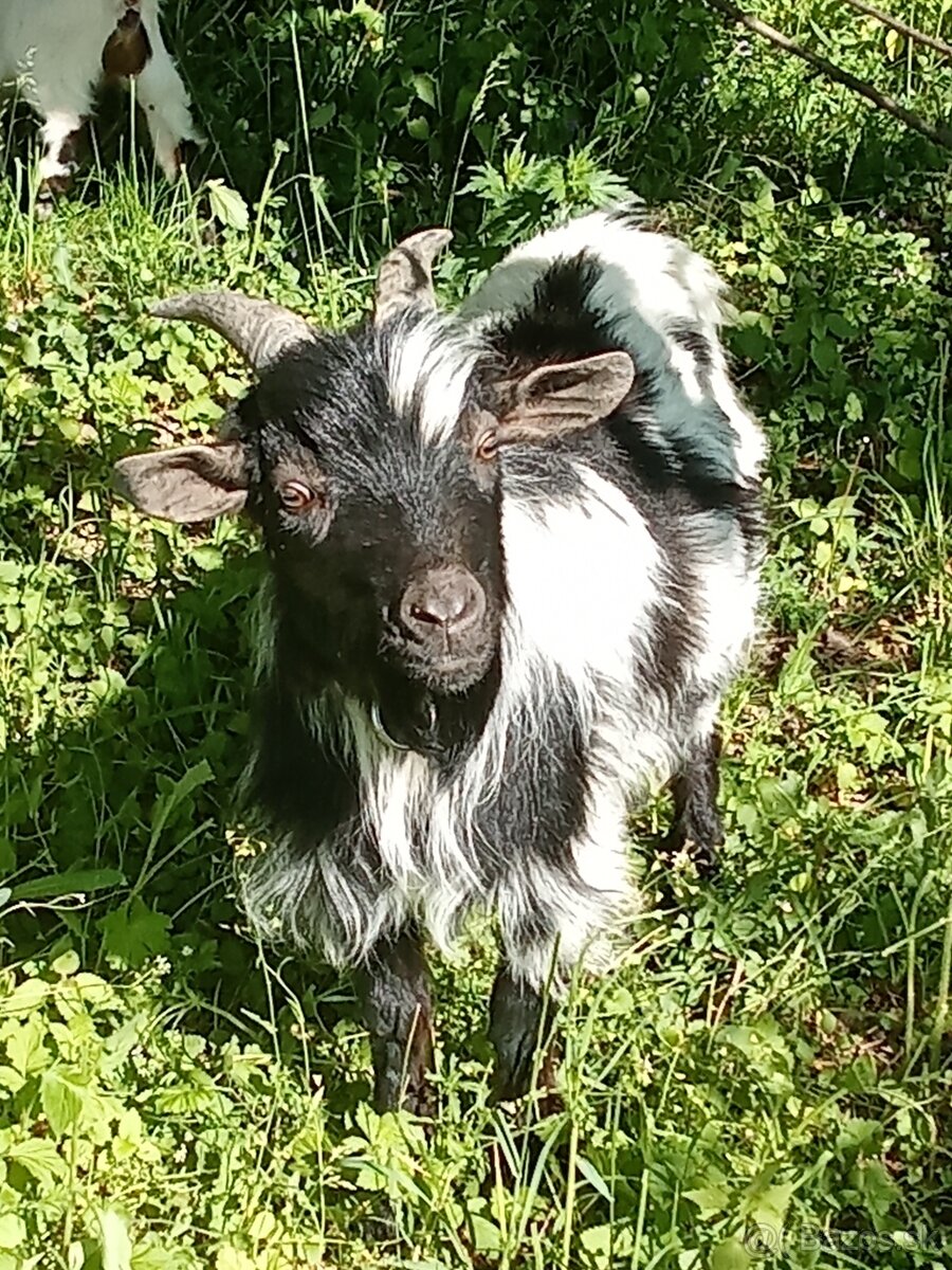 Holandské mini  kozy capko minikozy