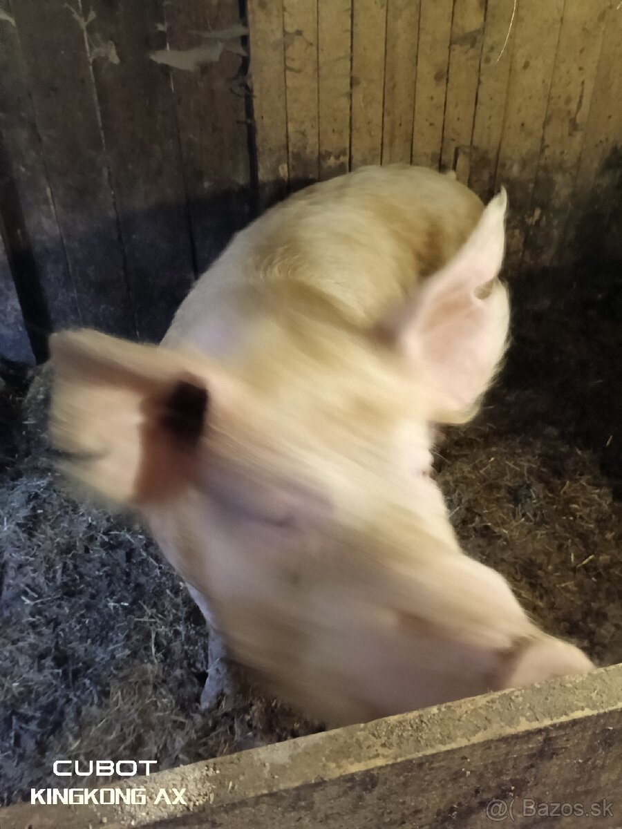 Kanec
