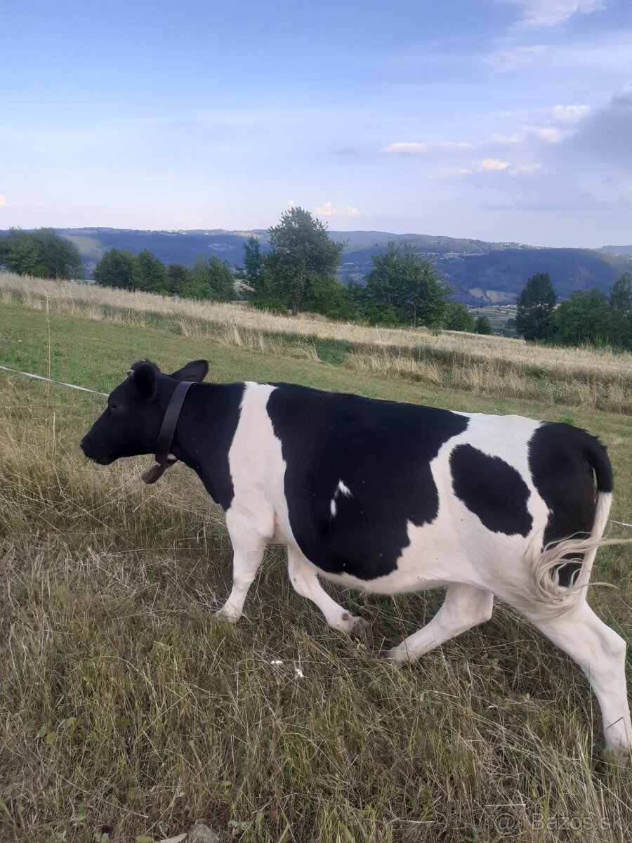 Jalovica