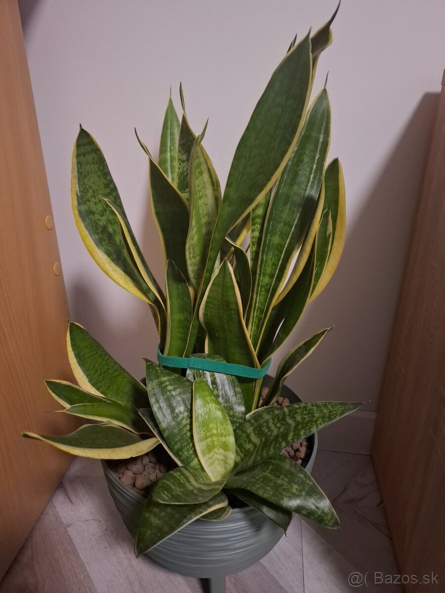 Svokrin jazyk, scindapsus scin, monstera adansonii