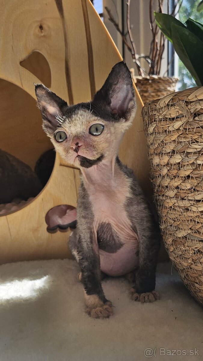 Devon rex kocourek s průkazem původu