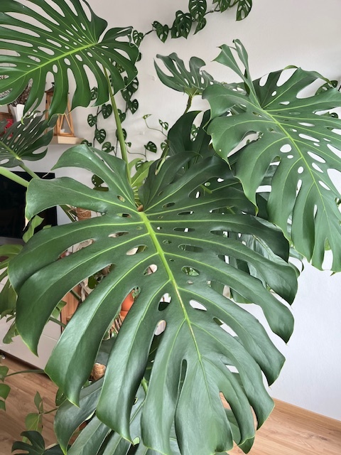 Monstera
