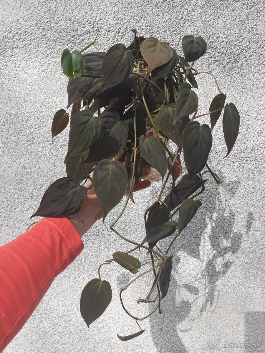 Philodendron scandens micans