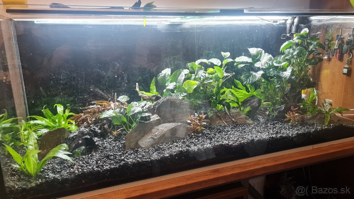 Predam velke akvarium 60x60x160 - 576 l.