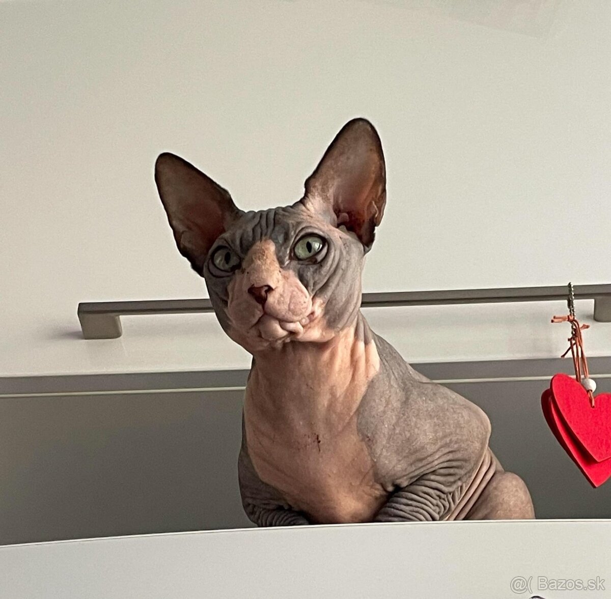 Sphynx
