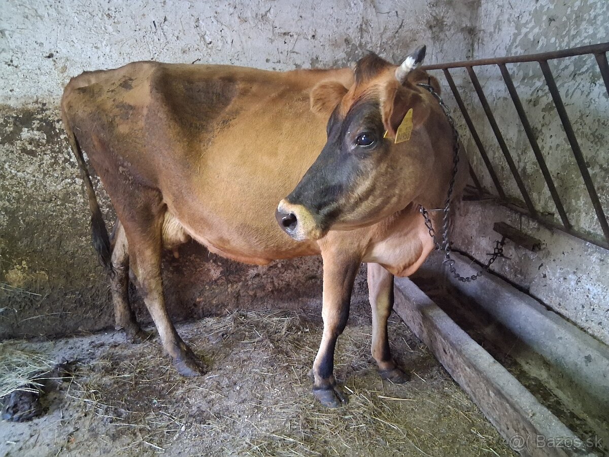 Jersey