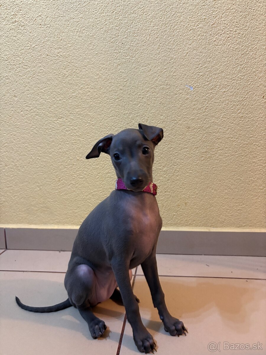 Taliansky chrtík s PP