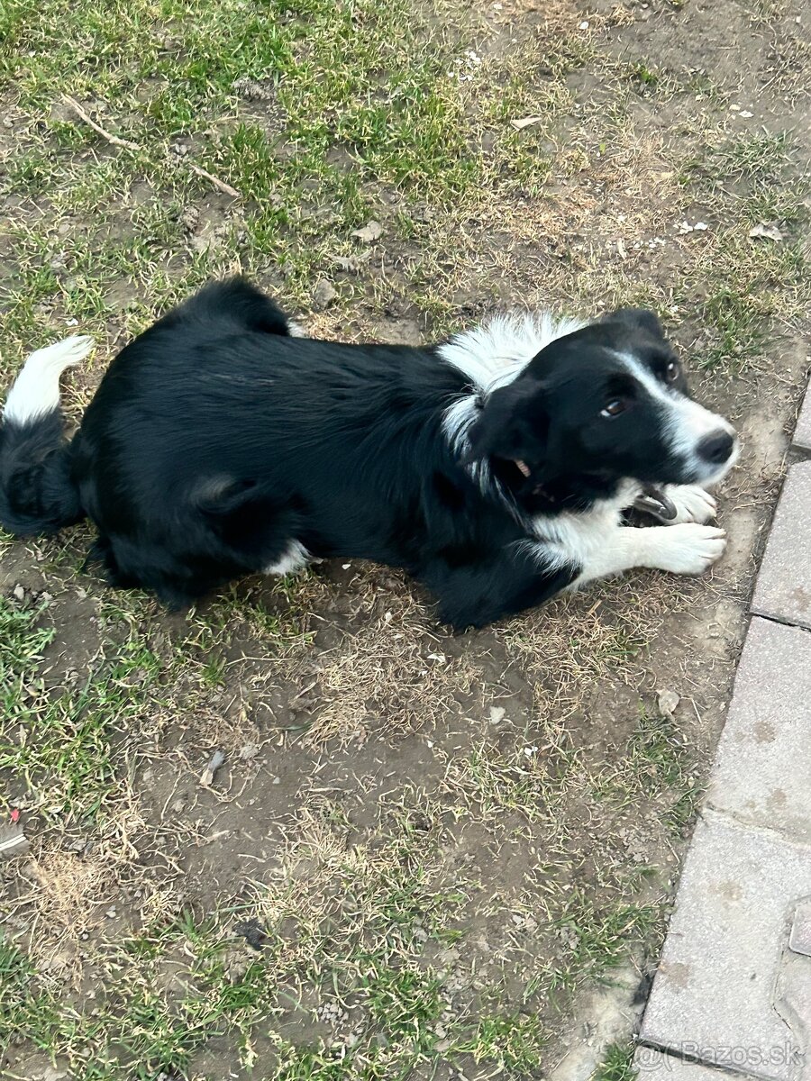 Darujem 7 mesačnú sučku