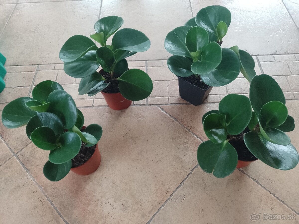Pieprovec zelený 1ks/5€+ posta