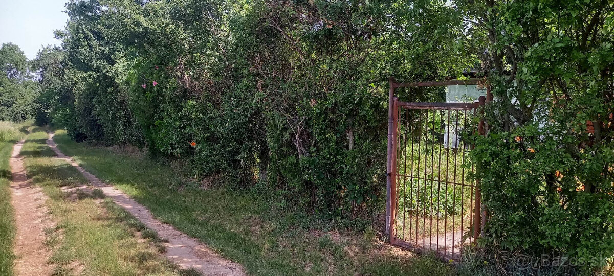 Záhradka v Seredi