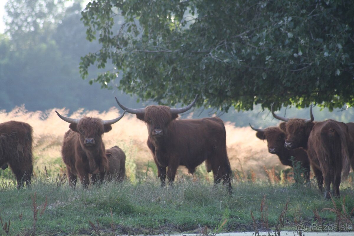 Hovädzie mäso Highland