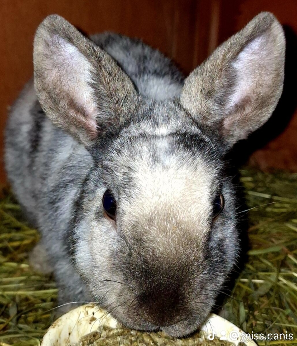 Zakrslý Králik Mini Rex Samica